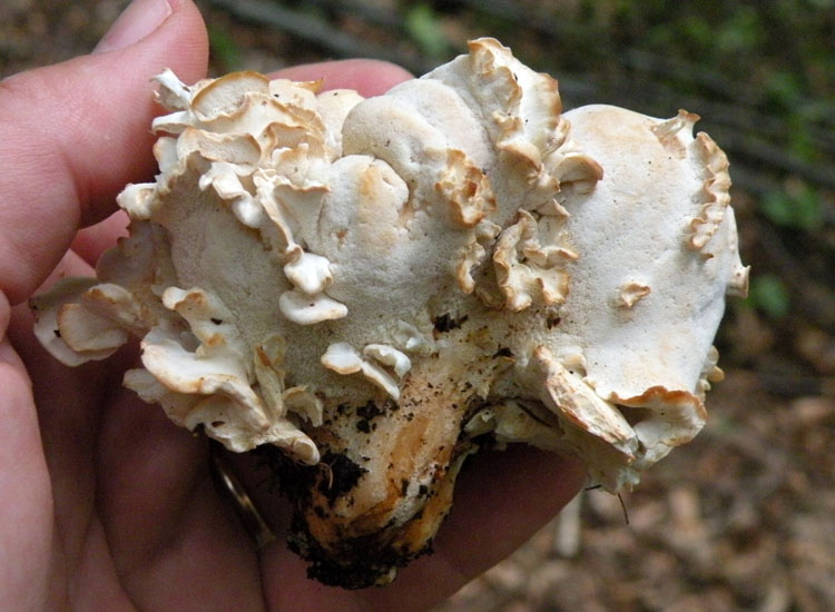 Oligoporus obductus? (Osteina obducta)